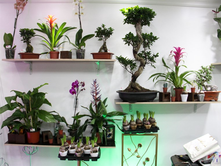 Opening of Zanbak Flower Boutique 